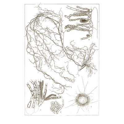 Threadlike algae with details - Icones of Japanese Algae - 1911