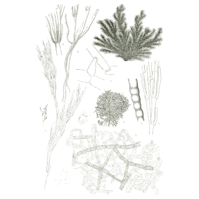 Mixed algae specimens - Icones of Japanese Algae - 1911