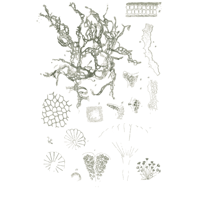 Green alga and cells - Icones of Japanese Algae - 1911