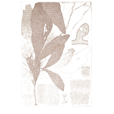 Broad brown kelp - Icones of Japanese Algae - 1911