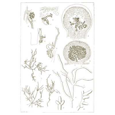 Algae reproductive details - Icones of Japanese Algae - 1911