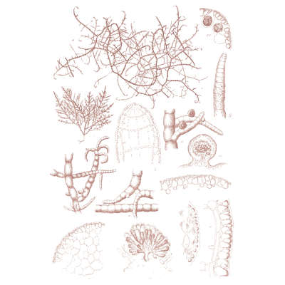 Netted red seaweed - Icones of Japanese Algae - 1911