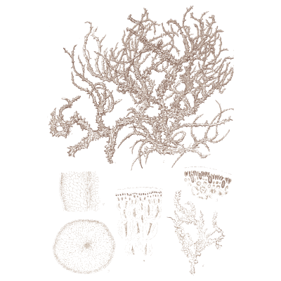 Bushy red seaweed - Icones of Japanese Algae - 1911