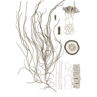 Cord seaweed with sections - Icones of Japanese Algae - 1911