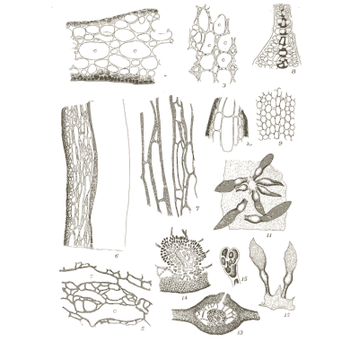 Algae tissue details - Icones of Japanese Algae - 1911