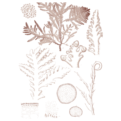 Red alga with fern-like fronds - Icones of Japanese Algae - 1911