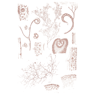 Coiled red algae - Icones of Japanese Algae - 1911