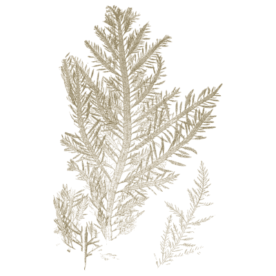 Bushy olive seaweed - Icones of Japanese Algae - 1911