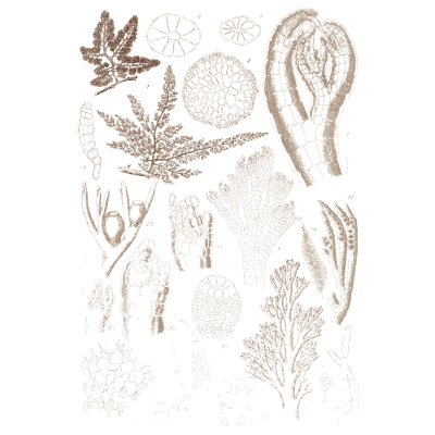Star shaped alga and fronds - Icones of Japanese Algae - 1911