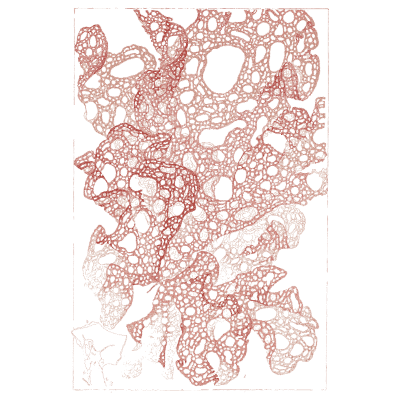 Netted red alga - Icones of Japanese Algae - 1911