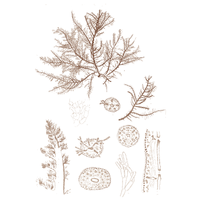 Branching brown alga - Icones of Japanese Algae - 1911