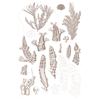 Coralline algae - Icones of Japanese Algae - 1911