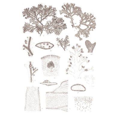 Mossy algae specimens - Icones of Japanese Algae - 1911