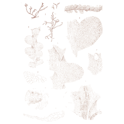 Flat algae blades - Icones of Japanese Algae - 1911