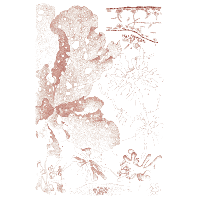 Pink frond alga - Icones of Japanese Algae - 1911