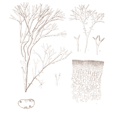 Forked algae fronds - Icones of Japanese Algae - 1911