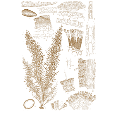 Golden feathery alga - Icones of Japanese Algae - 1911