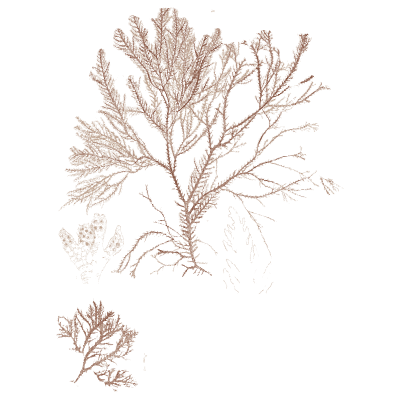 Fine branched red alga - Icones of Japanese Algae - 1911
