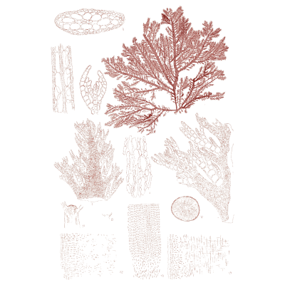 Red branching alga cluster - Icones of Japanese Algae - 1911