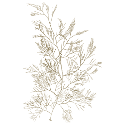 Bushy feathered seaweed - Icones of Japanese Algae - 1911