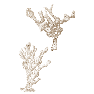 Spongy coral-like alga - Icones of Japanese Algae - 1911
