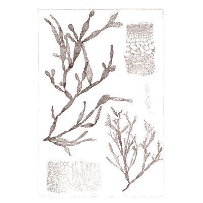Bladder wrack-like seaweed - Icones of Japanese Algae - 1911