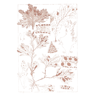 Pink lacy alga plate - Icones of Japanese Algae - 1911