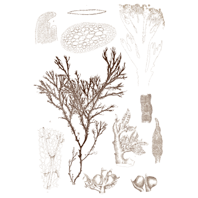 Branched brown alga with sections - Icones of Japanese Algae - 1911