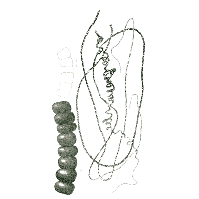 Green alga with spore chain - Icones of Japanese Algae - 1911