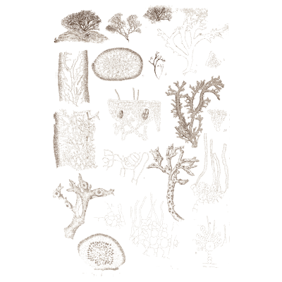 Small algae specimens - Icones of Japanese Algae - 1911