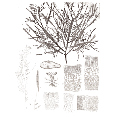 Dark branching seaweed - Icones of Japanese Algae - 1911