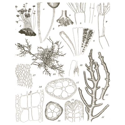 Algae parts plate - Icones of Japanese Algae - 1911