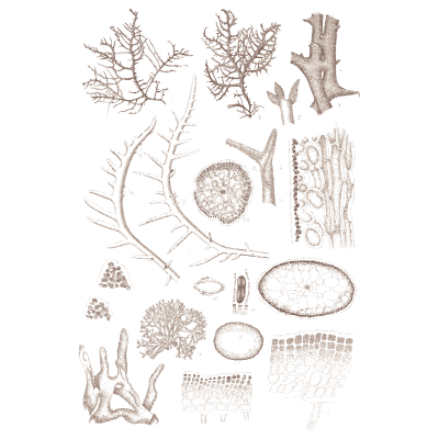 Spiny branching alga - Icones of Japanese Algae - 1911