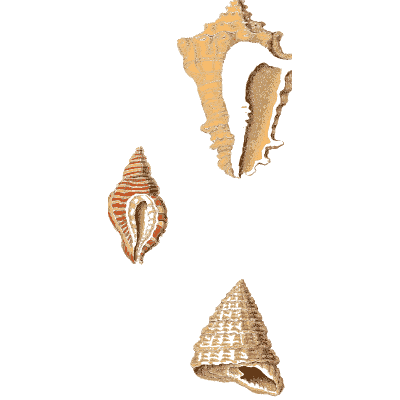 Three sea shells - Arcana, or the Museum of Natural History - 1811