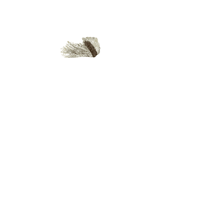 Platypus on a bank - Arcana, or the Museum of Natural History - 1811