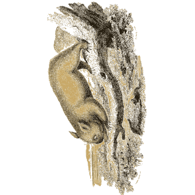 Sloth on a branch - Arcana, or the Museum of Natural History - 1811