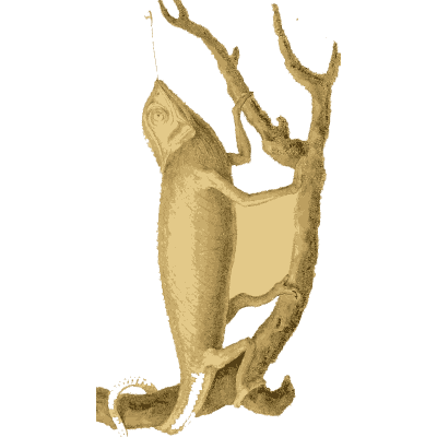 Chameleon on a branch - Arcana, or the Museum of Natural History - 1811