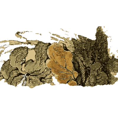 Rattlesnake on a bough - Arcana, or the Museum of Natural History - 1811