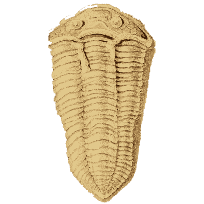Trilobite fossil - Arcana, or the Museum of Natural History - 1811