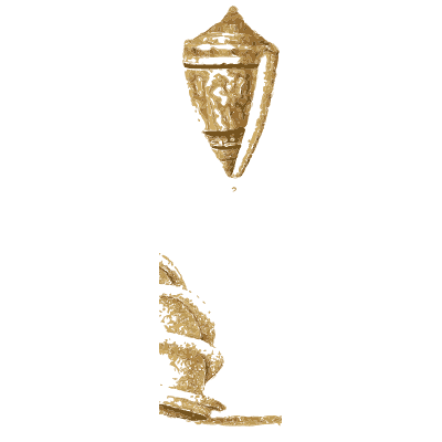 Cone shells and a turret shell - Arcana, or the Museum of Natural History - 1811