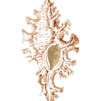 Frilled murex shell - Arcana, or the Museum of Natural History - 1811