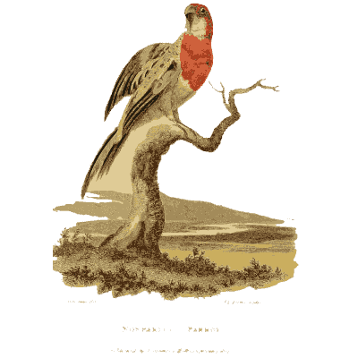 Red faced parrot - Arcana, or the Museum of Natural History - 1811