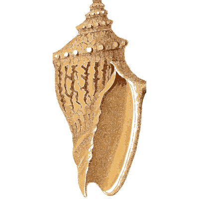 Ribbed volute shell - Arcana, or the Museum of Natural History - 1811