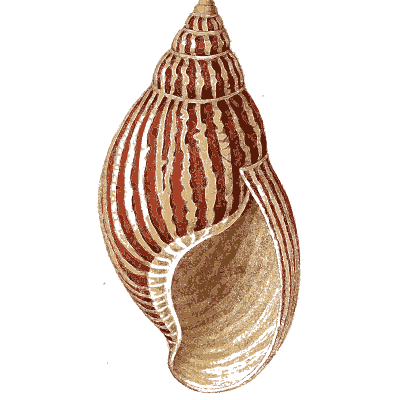 Striped whelk shell - Arcana, or the Museum of Natural History - 1811