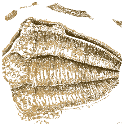 Fossil shell in matrix - Arcana, or the Museum of Natural History - 1811