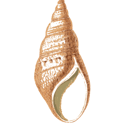 Spindle shell - Arcana, or the Museum of Natural History - 1811