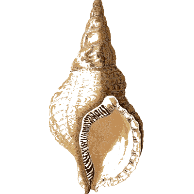 Knobbed triton shell - Arcana, or the Museum of Natural History - 1811