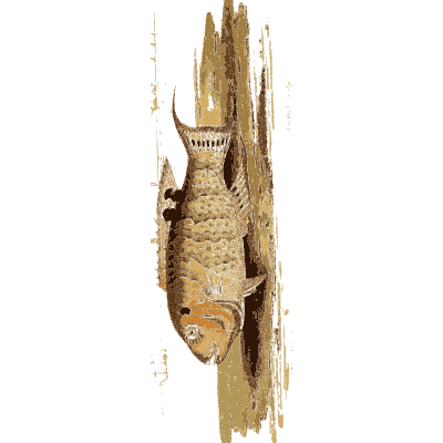 Armoured fish - Arcana, or the Museum of Natural History - 1811