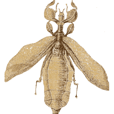 Leaf insect - Arcana, or the Museum of Natural History - 1811