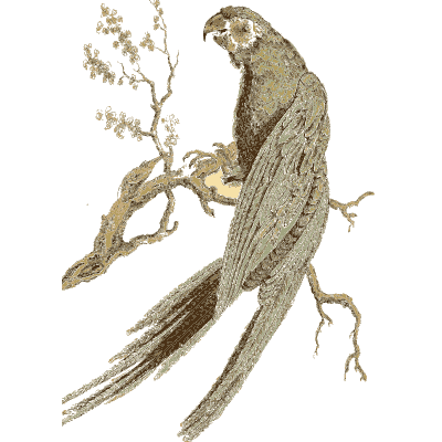 Long tailed parakeet - Arcana, or the Museum of Natural History - 1811